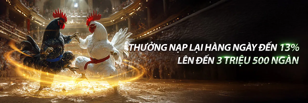 Đá Gà Thomo 19/10/2023 - Sân đấu gà Thomo sôi động